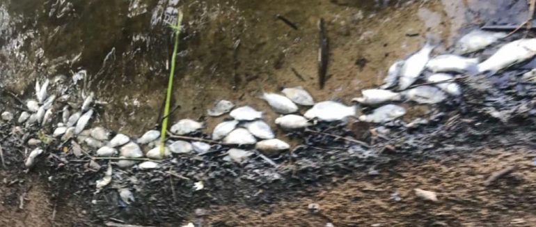 В Ужгородському районі на Андріївському озері стався замор водних біоресурсів