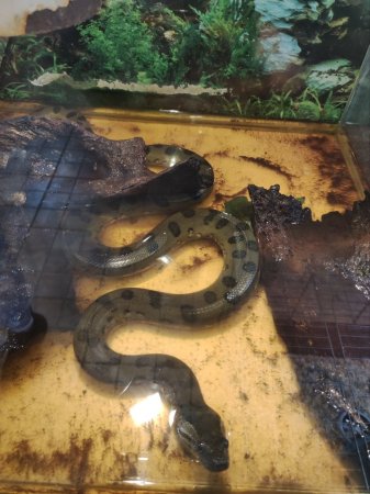 В обласному центрі Закарпаття з’явилася справжня легенда зі світу плазунів – анаконда