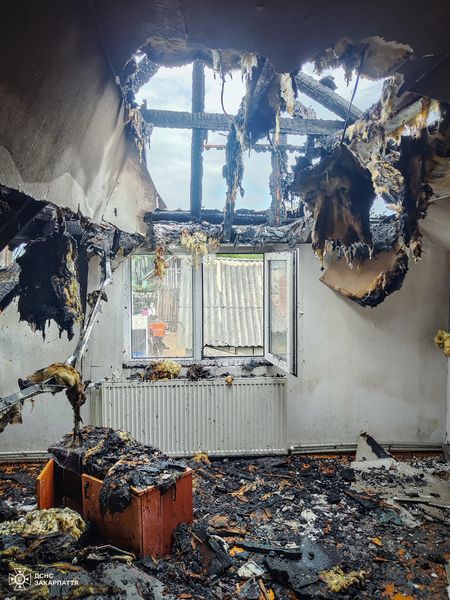 Обережно з шершнями: в Ільниці вогнеборці боролися з пожежею через комах (ФОТО)