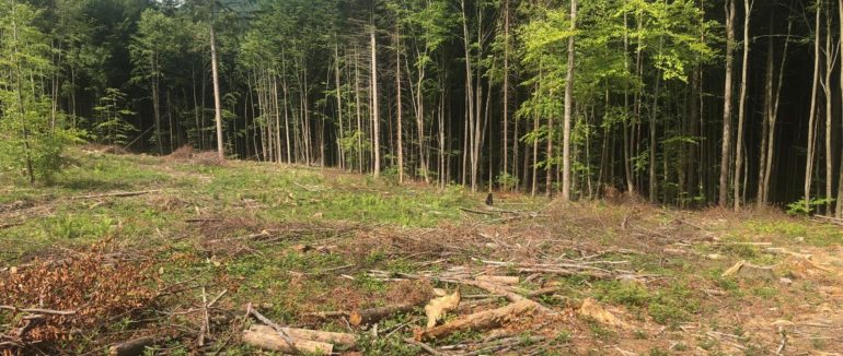 На Закарпатті посадовці лісової галузі спричинили збитків на 2 млн грн