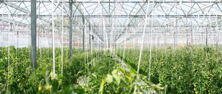 Понад 202 млн. гривень залучили агрогосподарства Закарпаття від початку дії державної програми єРобота