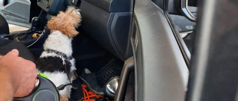 Марихуана в авто: закарпатські митники виявили небезпечні речовини (ФОТО)