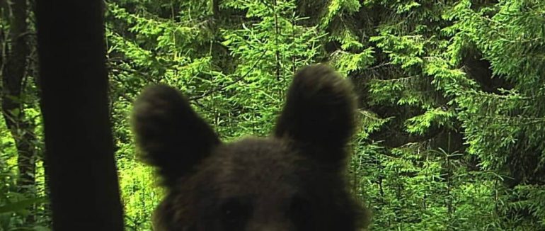 У горах камера прикордонників зафіксувала ведмедя