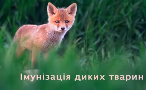 На Закарпатті проведуть вакцинацію проти сказу диких тварин