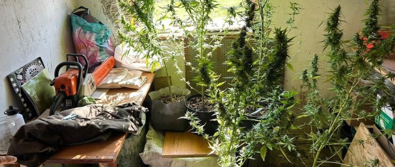 У трьох районах Закарпаття поліцейські вилучили нарковмісні рослини