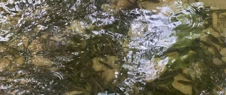 Вперше у водойми Закарпаття випустили 4000 мальків червонокнижного харіуса європейського