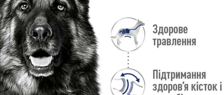 Корм для собак: який обрати для свого улюбленця