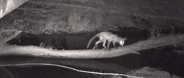 На камери прикордонників Мукачівського загону потрапляє багато тварин