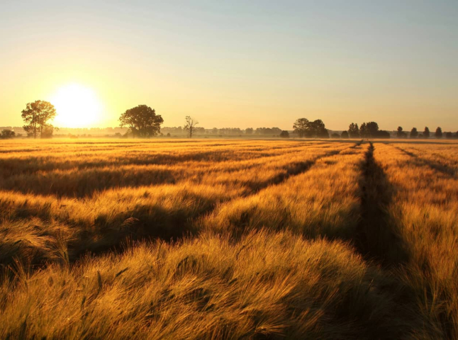 Очікують 27, 28 та 29 серпня: синоптики озвучили попередження для закарпатців