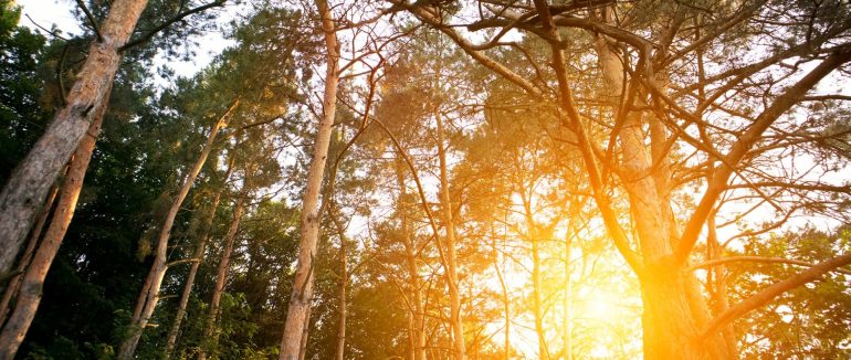 Впродовж 1 та 2 серпня на Закарпатті очікується надзвичайна пожежна небезпека