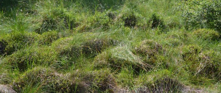 На території НПП “Синевир” є унікальне болото “Глуханя”