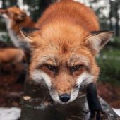 Імунізація диких тварин: на Закарпатті проводитимуть особливу вакцинацію