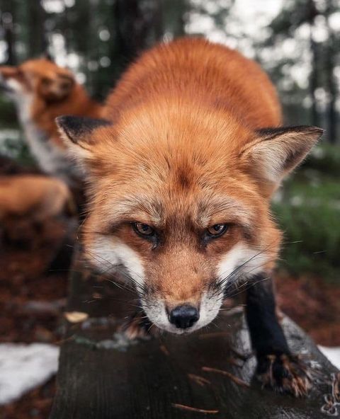 Імунізація диких тварин: на Закарпатті проводитимуть особливу вакцинацію