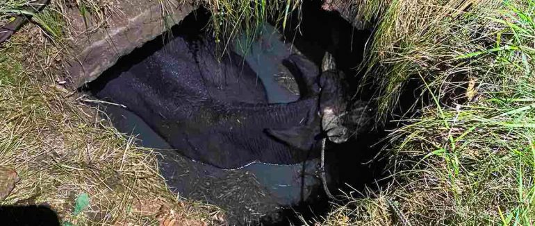 У Пилипці на Хустщині понад дві години рятували корову, що впала в яму з багнюкою