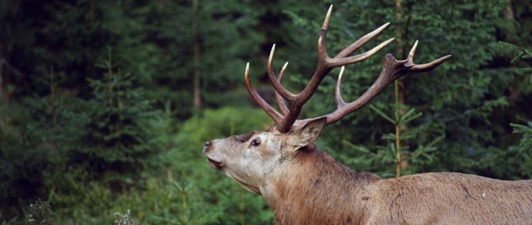 На території НПП «Синевир» розпочався рев оленів: введено сезон тиші