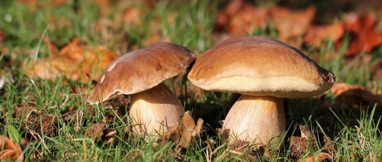 Що потрібно знати про гриби