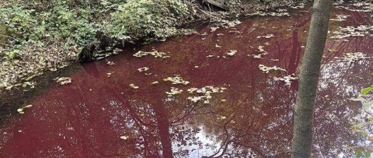 Екологи підтвердили забруднення каналу в Перечині: поліція почала розслідування