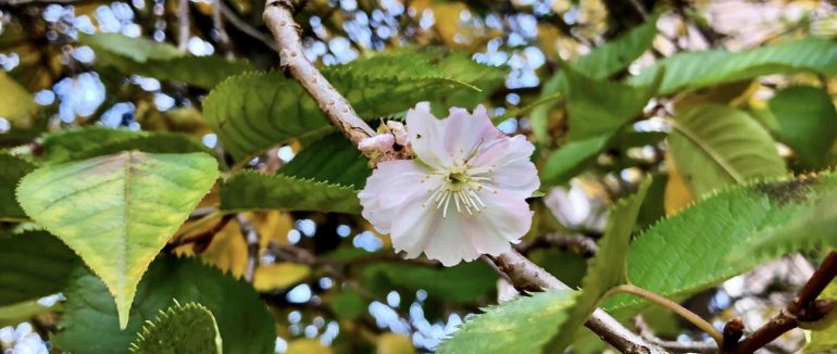 У Мукачеві знов цвіте «шалена» сакура