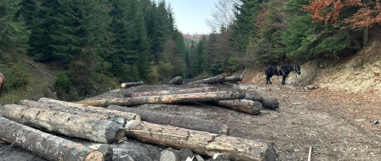 Незаконна рубка в Карпатах із мільйонними збитками та перешкоджання поліції: викрито масштабну незаконну схему «чорних лісорубів»