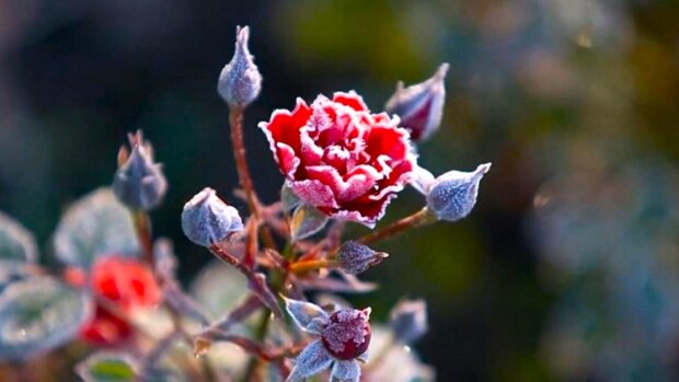 Цього тижня на Закарпатті потеплішає, проте ранки – холодні