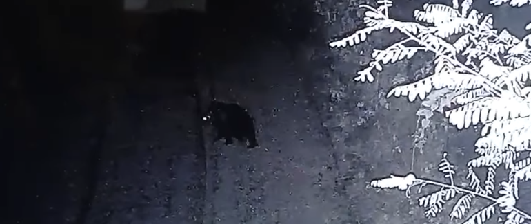 Ведмідь із румунських лісів завітав на Закарпаття