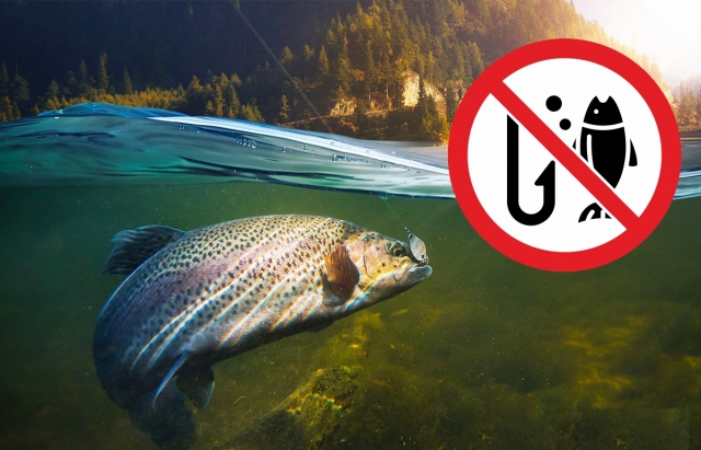 Із 10 жовтня на Закарпатті діятиме заборона на вилов форелі