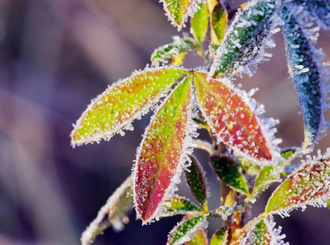 Коли очікувати перші нічні заморозки: оновлений прогноз