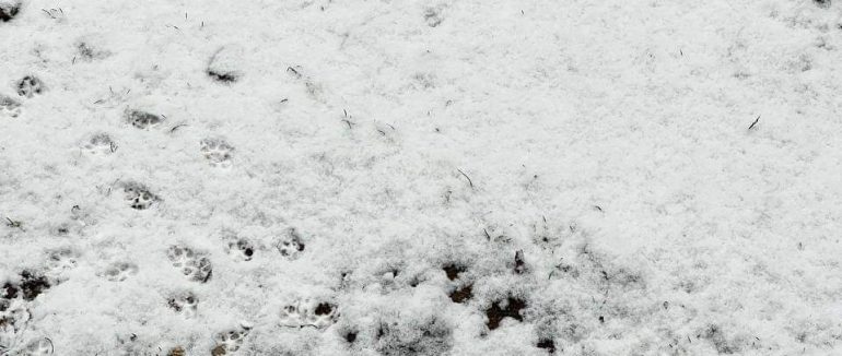 Перший сніг припорошив райони Закарпаття