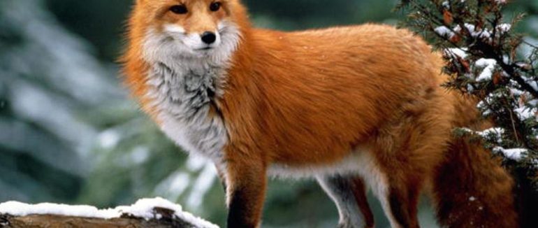 На Закарпатті дозволили відстріл хижих і шкідливих тварин: лисиць, вовків, шакалів