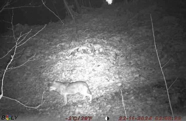 Біля румунського кордону на Закарпатті помітили вовка