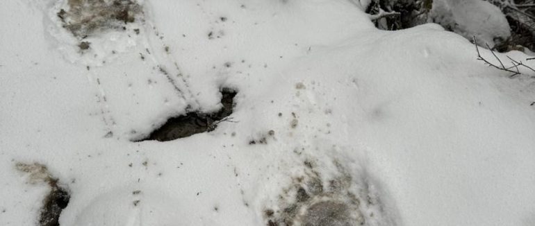 Затримали чи врятували? Біля кордону з Румунією прикордонники виявили 11 порушників