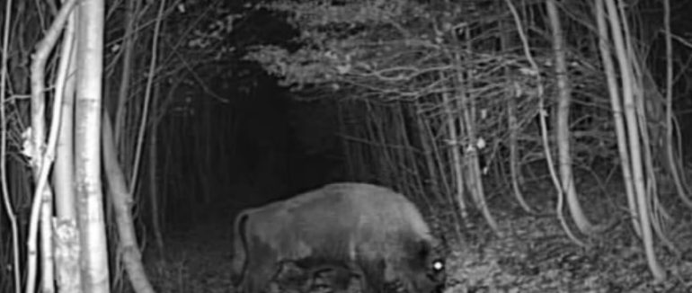 На Закарпатті біля кордону фотопастки зафіксували «незвичних туристів»