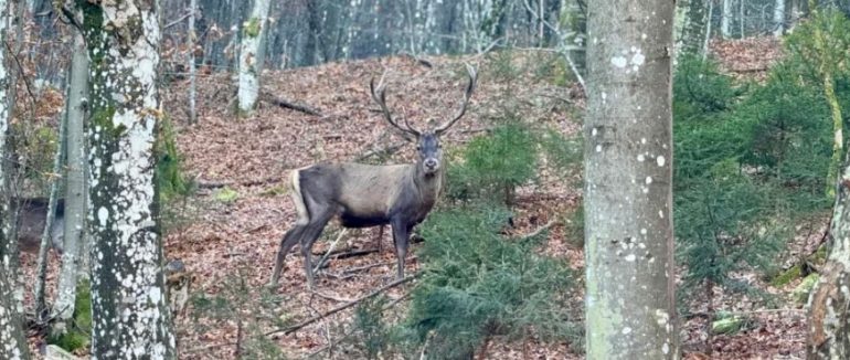 У Національному парку «Синевир» запрацював реабілітаційний центр для порятунку оленів