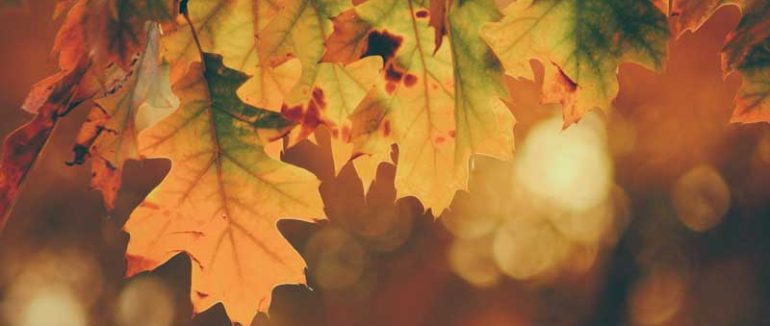 Туман та похолодання: якою буде погода на Закарпатті цими вихідними