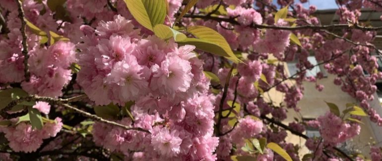 Понад півтисячі сакур висадили у Мукачеві