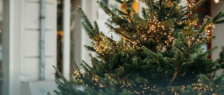 У Мукачеві визначено місця для торгівлі живими ялинками