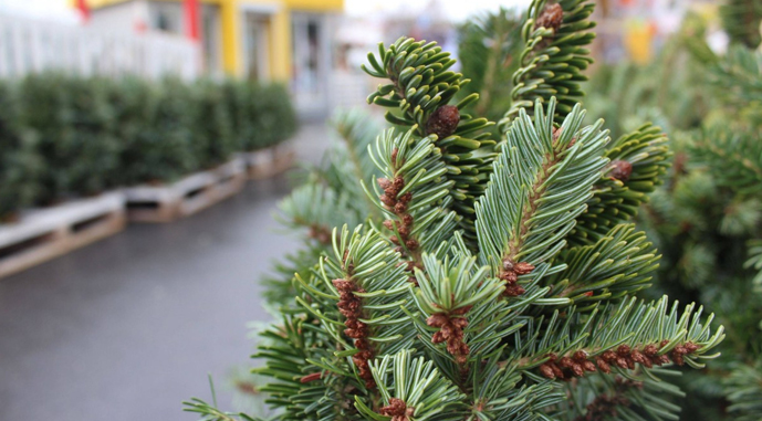 В Ужгороді визначили місця для торгівлі ялинками та новорічними прикрасами