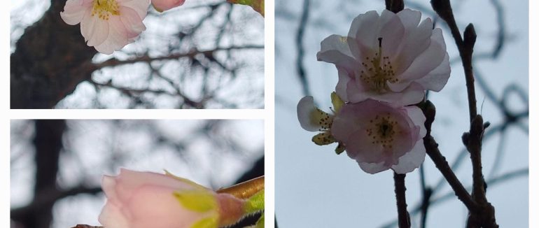 Напередодні різдвяних свят у Мукачеві зацвіла «шалена» сакура