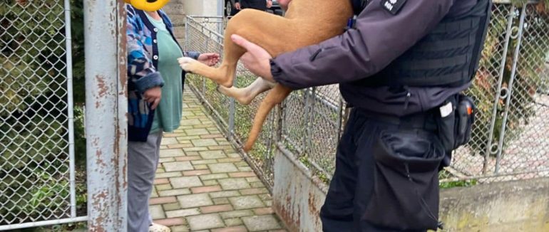 В Ужгороді патрульні відшукали господарів собаки, який загубився