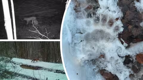 Рівень води у Тисі зріс, а у горах — хижі тварини: “туристів” попереджають про небезпеку