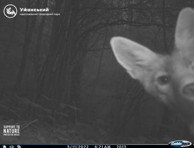 В Ужанському національному парку показали, які тварини потрапляють в об’єктив фотопасток