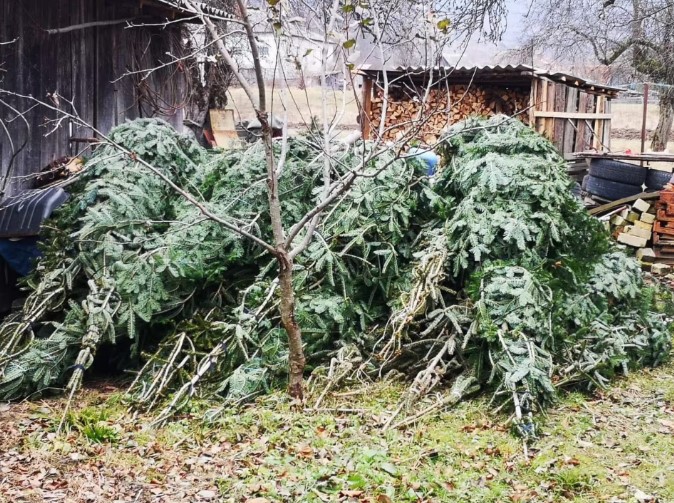 На Ужгородщині виявили незаконну заготівлю ялинок