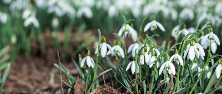 Чим здивує початок лютого: чекати сильних морозів або ж аномального тепла