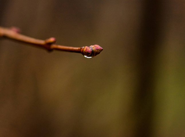 На вихідні відчутно потепліє: чи будуть дощі на Закарпатті?