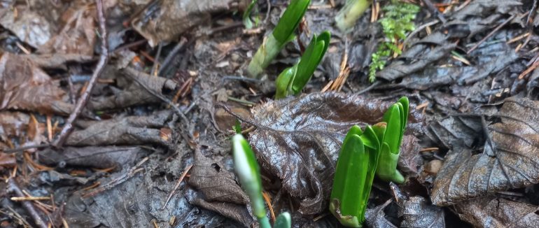 У нацпарку «Синевир» з’являються ранні весняні квіти