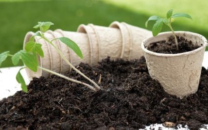 Як створити родючий ґрунт для вашої розсади: детальна інструкція