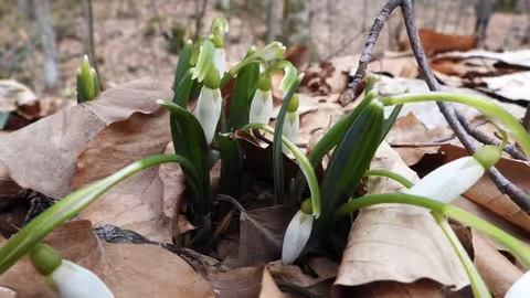 У Карпатському біосферному заповіднику розквітнули підсніжники білосніжні