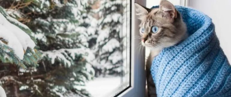 Тиждень на Закарпатті буде прохолодний, температура вночі впаде до -12 градусів