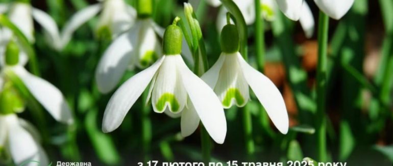 На Закарпатті стартує операція “Первоцвіт-2025”: штрафи за знищення рідкісних квітів