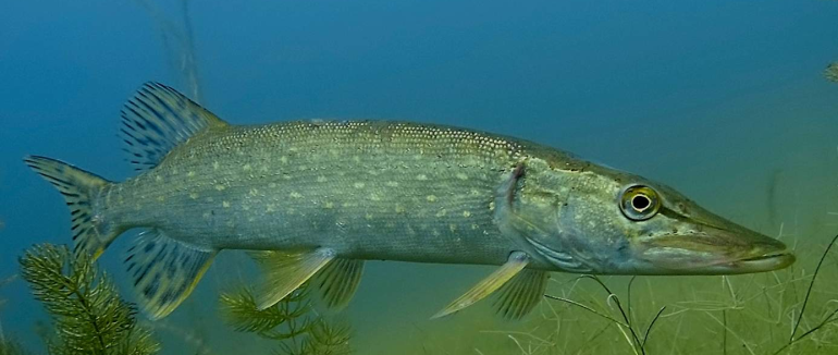 На Закарпатті оголошено заборону на лов щуки